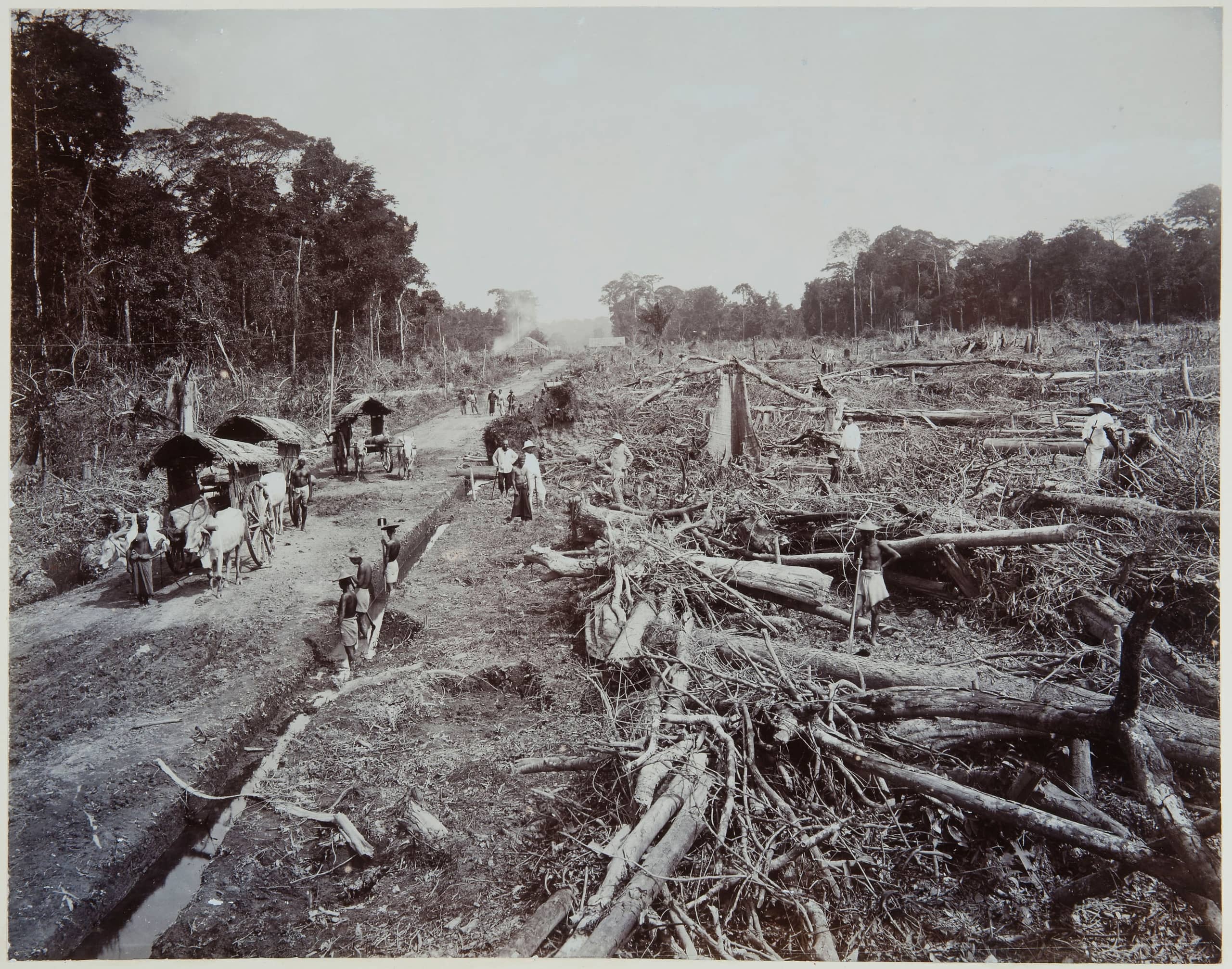 Oerwoud in Deli, Sumatra, wordt vernietigd ten behoeve van landbouwgrond tussen 1890 en 1905.