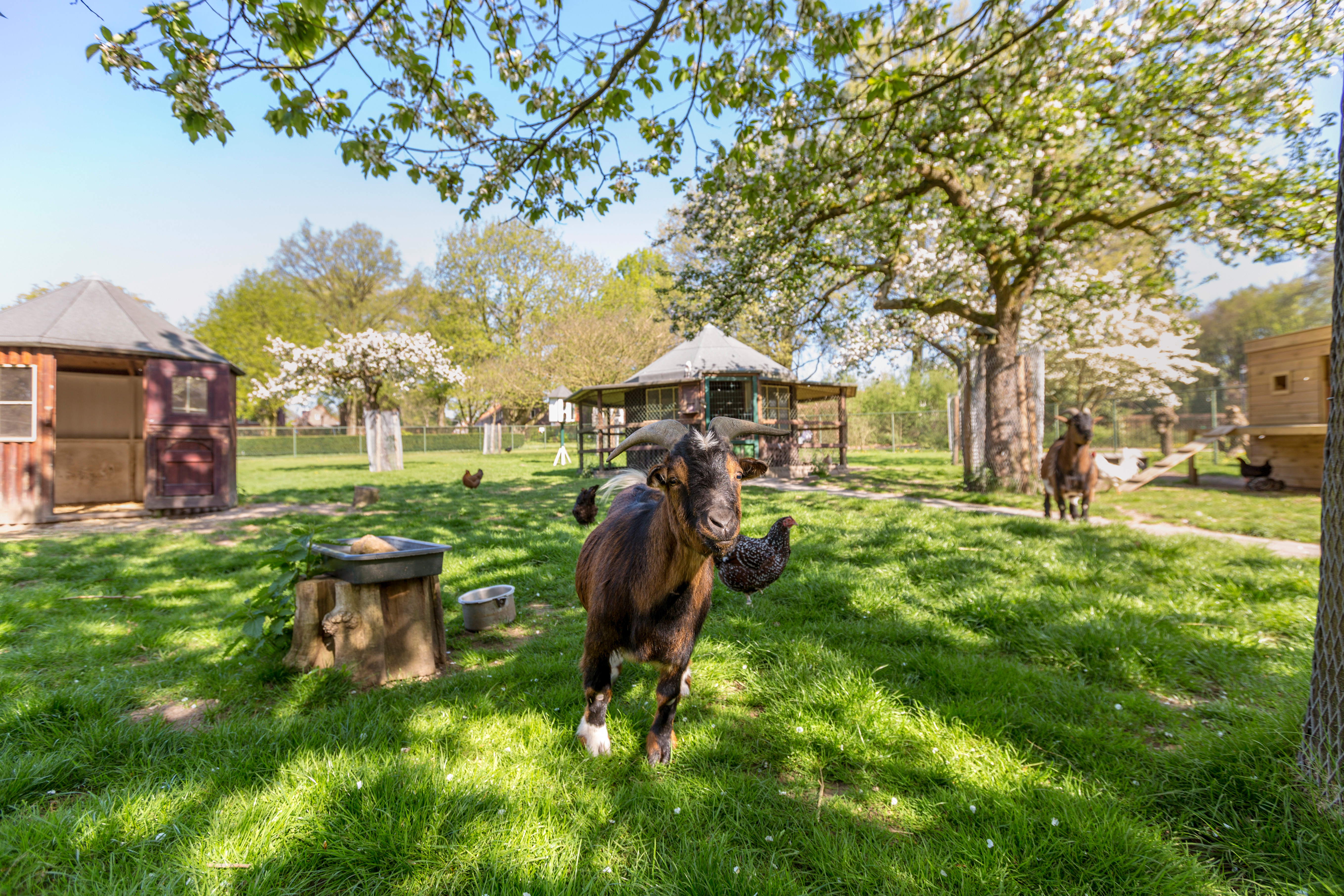 De kinderboerderij te midden van de witte moerbei- en papiermoerbeiboomgaard