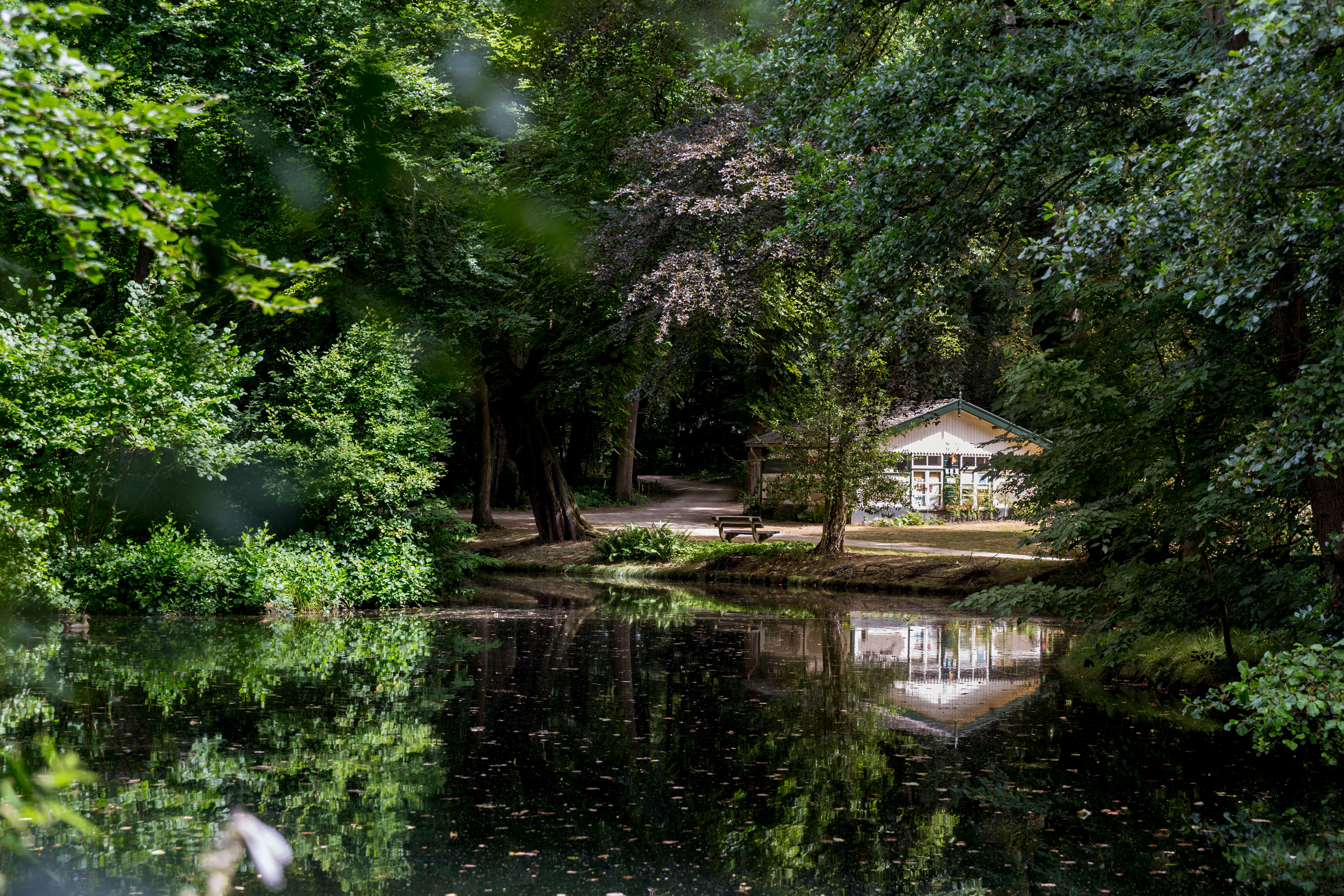 Het voormalig kippenhok, vijver en bos.